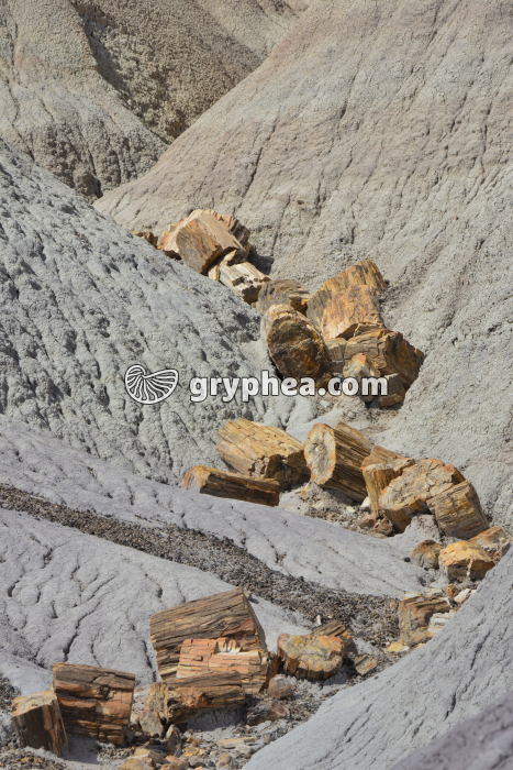 Tronc pétrifié (Petrified forest, Arizona, USA) - gryphea.com